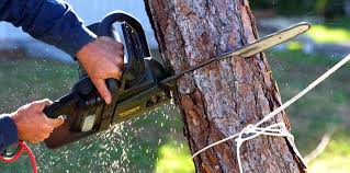 Best Tree Trimming and Pruning  in Tuscola, IL